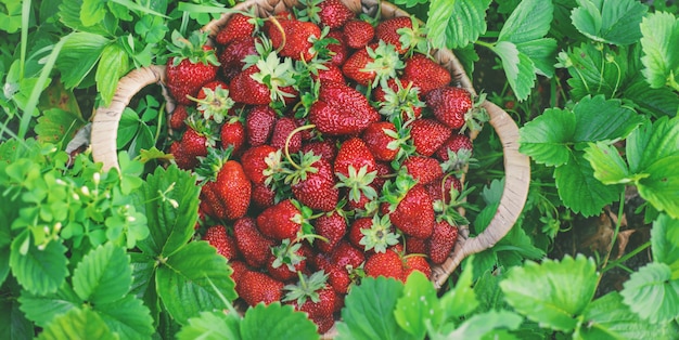 Aardbeibessen in een mand in de moestuin