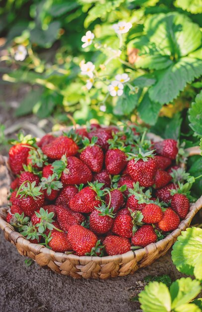 Aardbeibessen in een mand in de moestuin