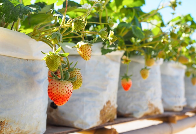 Aardbeibessen vers op boom in de tuin