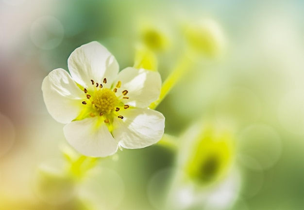 Aardbeibloem op een gekleurde onscherpe achtergrond in macro