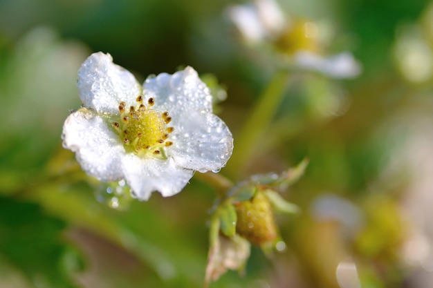 Aardbeibloem