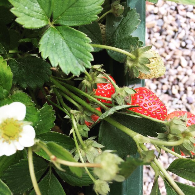 Foto aardbeien bloeien en dragen bessen