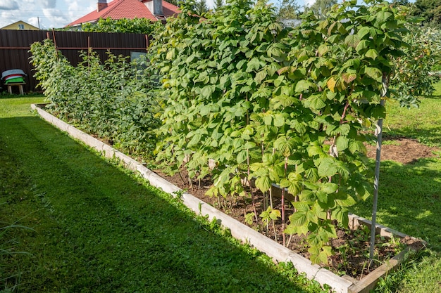 Aardbeien- en frambozenkwekerij groeit in de zomer in kassen