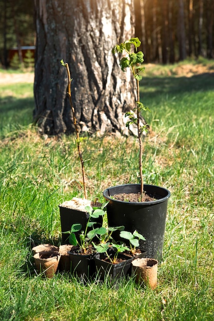 Aardbeien, frambozen, aalbessen, zaailingen in turfglazen op het gras, klaar om in de tuin te planten Voorbereiding voor het planten van groeiende natuurlijke bessen in het tuinbed