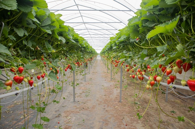 Aardbeien groeien en hangen op hoge bedden in een kas rode oogst