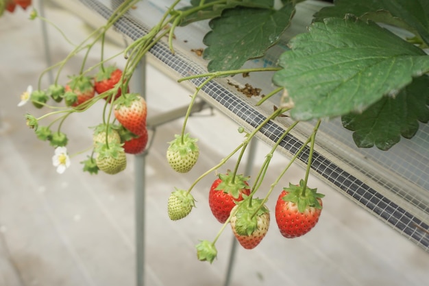 Aardbeien in biologische kasplantage aardbeienboerderij