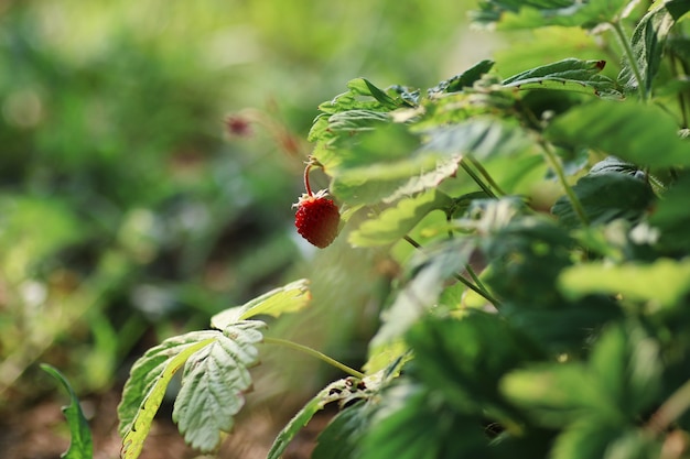 Aardbeien in de bush