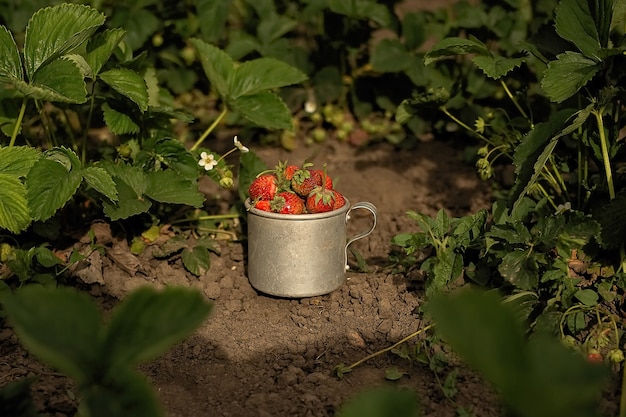 Aardbeien in een tinnen beker staan in de tuin op de grond tussen de aardbeibladeren.