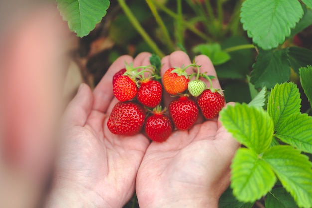 aardbeien in handen