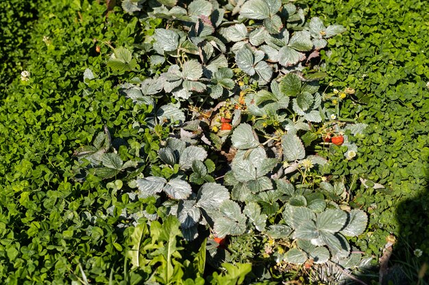 Aardbeien in rijen in het veld