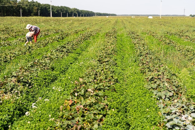 aardbeien in rijen in het veld