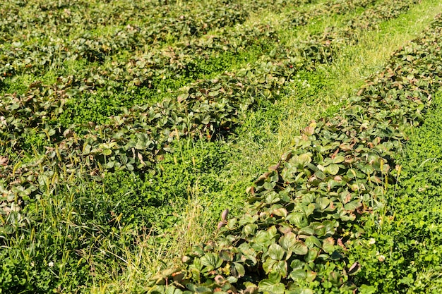 aardbeien in rijen in het veld