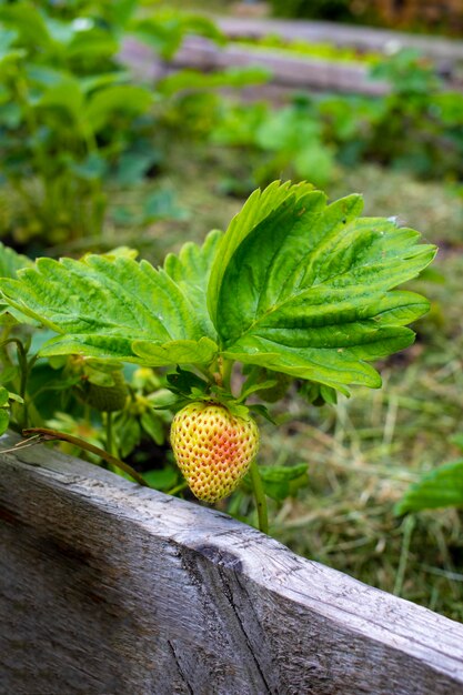 Aardbeien kweken mooi rood wit Aardbeien kweken in de tuin op aarde