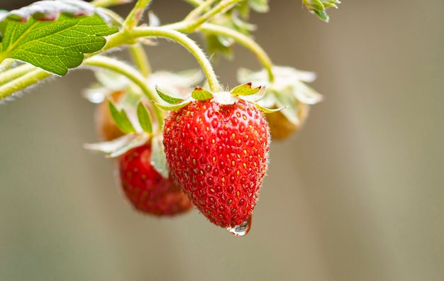 Foto aardbeien na de regen