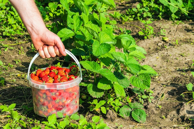 Aardbeien oogsten in de zomer of herfst op de plantage