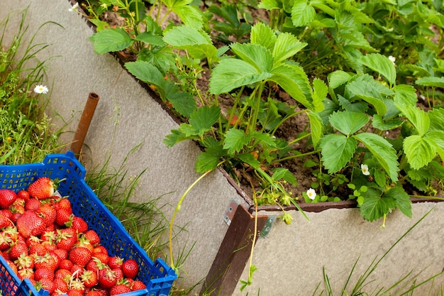 Foto aardbeien oogsten rijpe aardbeien in een kartonnen doos op een aardbeienveldje