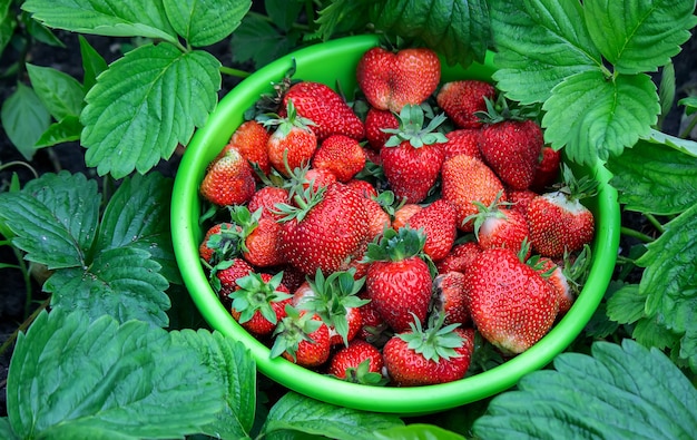 Aardbeien op een boomstronk en in een schaal zijn milieuvriendelijk. Selectieve focus