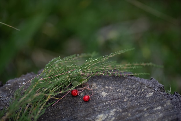 Aardbeien op een boomstronk in het ochtendbos