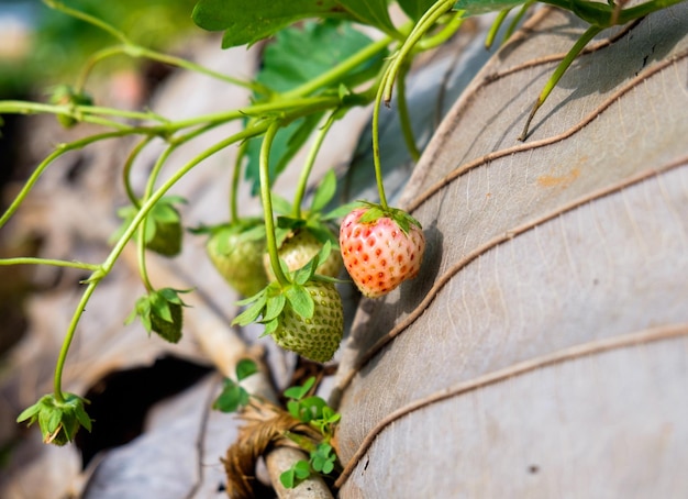 Aardbeien plant fruit