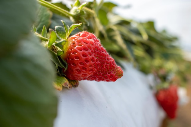 Aardbeien planten aardbeientelers werken in kas met oogst