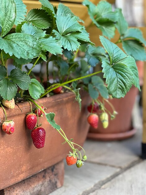 Foto aardbeien planten groeien je eigen