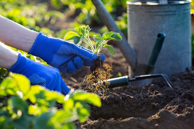 Aardbeien planten in de tuin - handen met een zaailing, gieter en schop op de achtergrond