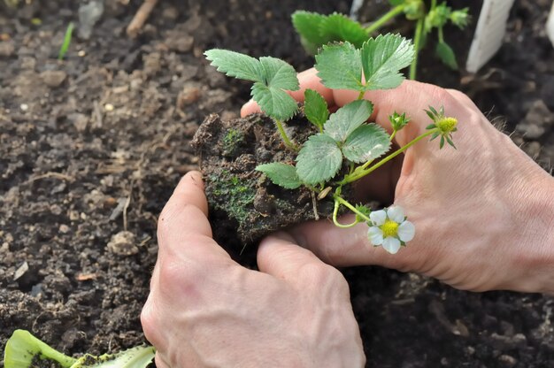 Aardbeien planten