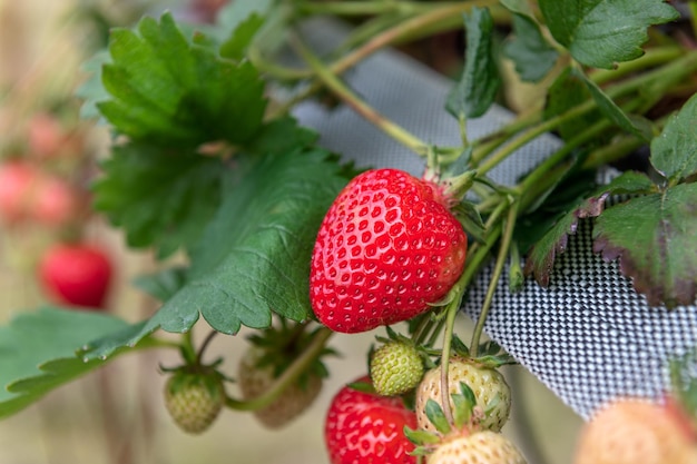 Aardbeien plukken op de boerderij