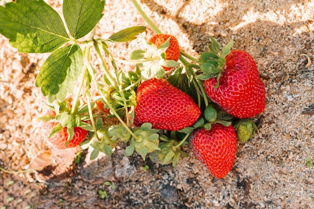 Aardbeien rijpen in de zon in de tuin