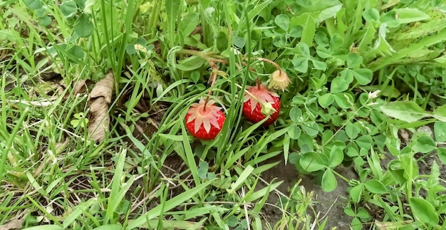 Aardbeien tussen het groene gras Aardbeien rijpen in het struikgewas aan de struiken Rode aardbeien tussen het groen