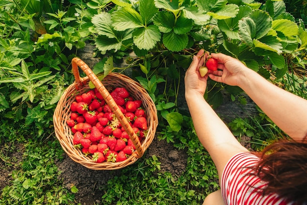 Aardbeien verzamelen op de boerderij van dichtbij