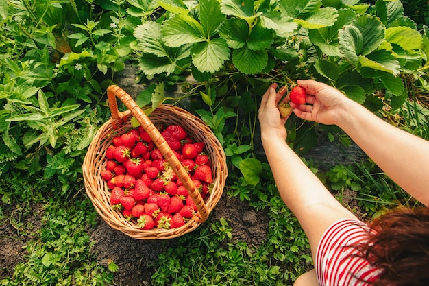 Aardbeien verzamelen op de boerderij van dichtbij