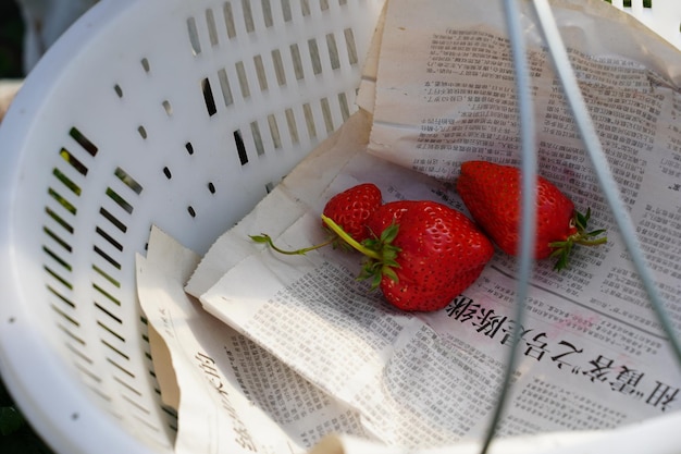 Aardbeien verzamelen op een boerderij