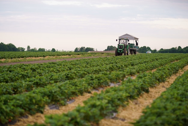 Aardbeien verzamelen op het veld