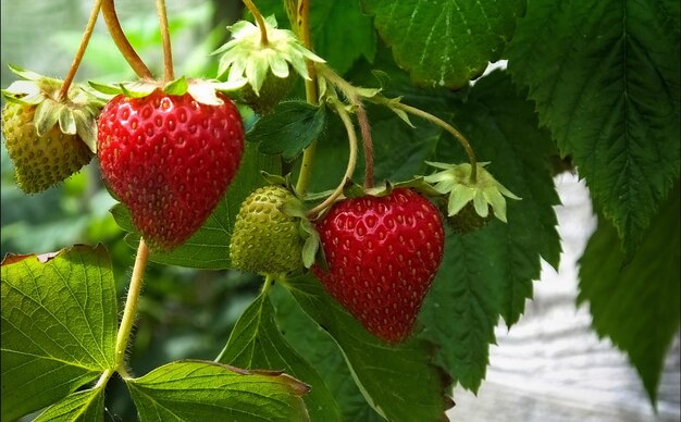 Aardbeien zijn rijp in de tuin