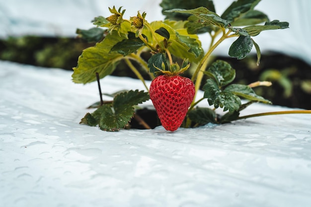 Aardbeien