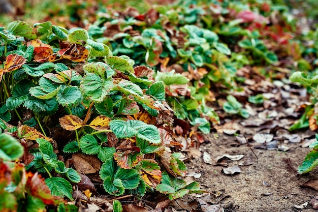 Aardbeienbladeren bedekt met vorst in de herfstdag