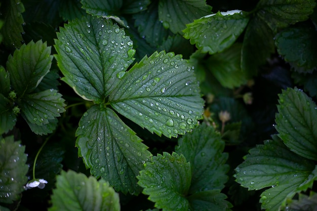 aardbeienbladeren met dauw druppels close-up