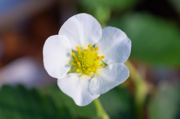 Aardbeienbloem in biologische boerderijtuin