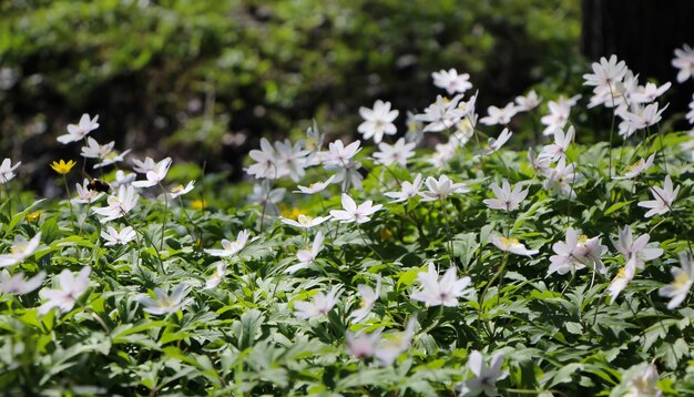 aardbeienbloesems in het bos