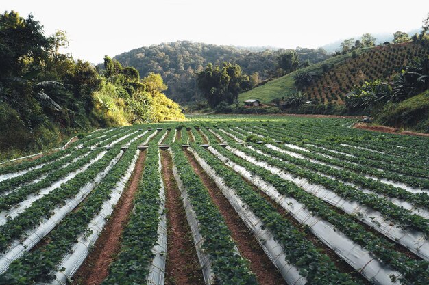 Aardbeienboerderij in de buitenlucht in een landelijk dorp, aardbeien planten