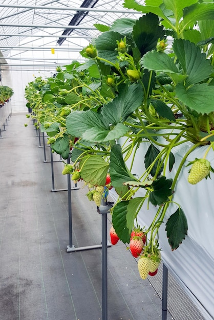 Aardbeienfruit op kwekerij