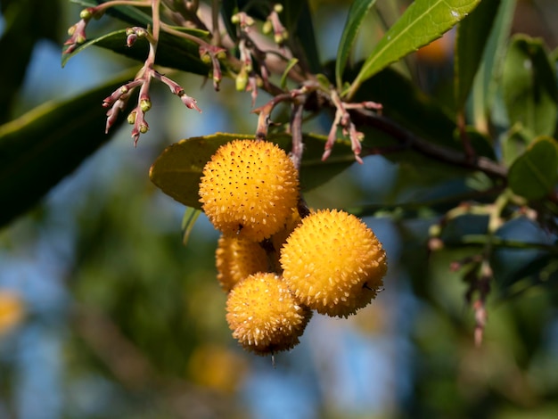 Aardbeienfruitboom in Ligurië, Italië