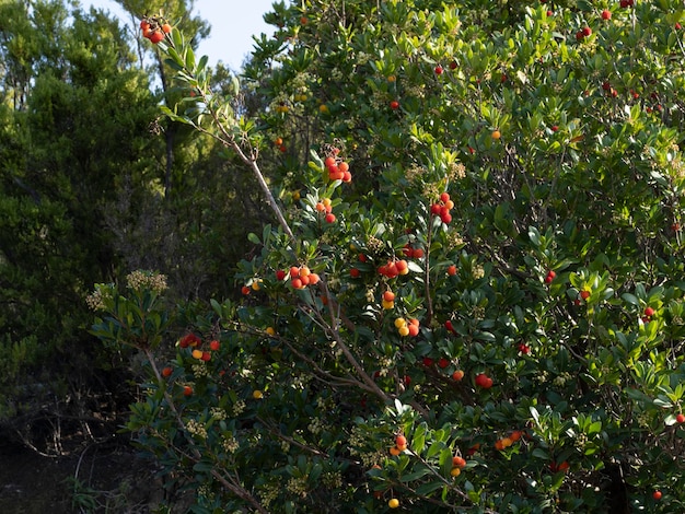 Aardbeienfruitboom in Ligurië, Italië