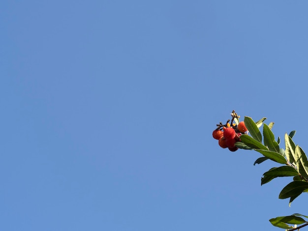 Aardbeienfruitboom in Ligurië, Italië