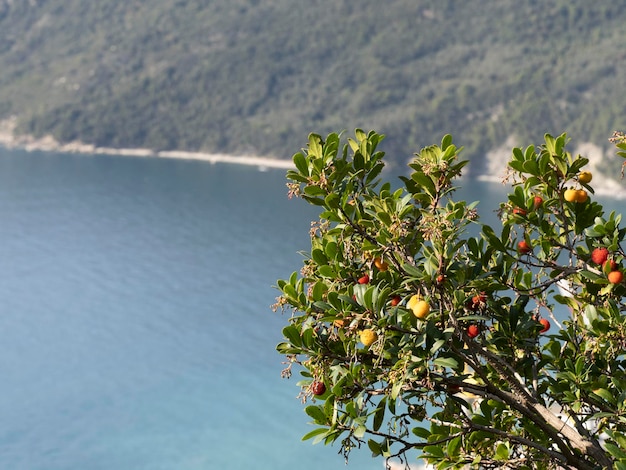 Aardbeienfruitboom in Ligurië, Italië