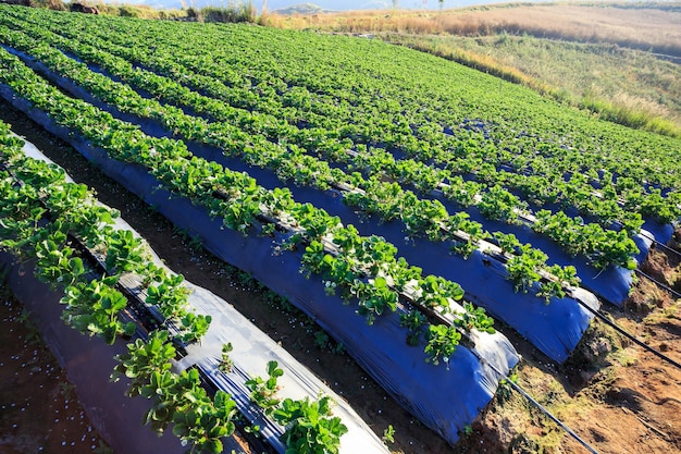 Aardbeiengewassen groeien op vruchtbare landbouwgrond