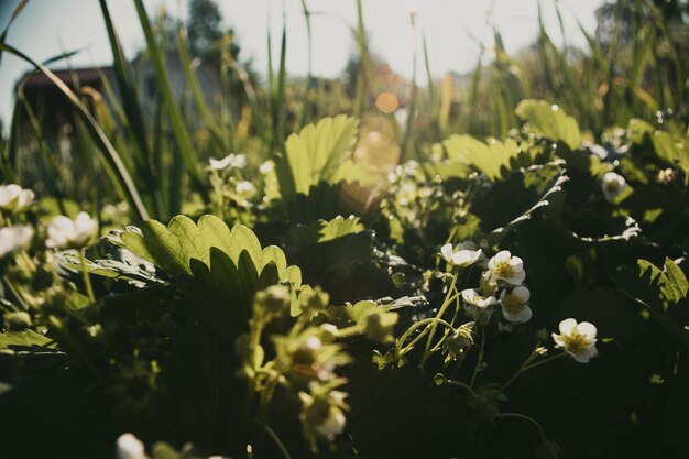 Aardbeiengewassen onder de zon Gecultiveerde landclose-up met spruit Landbouwplant die in de tuin groeit Groen natuurlijk voedselgewas