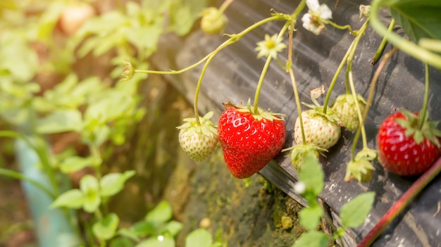 Aardbeienplant in een boomgaard.