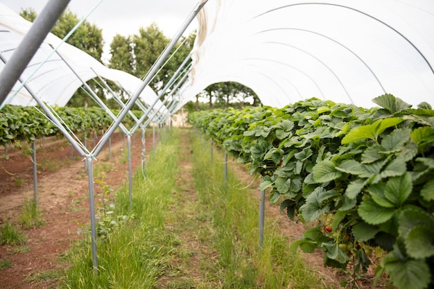 Aardbeienplanten groeien op hoge stands, klaar om geplukt te worden